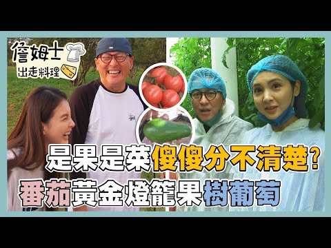 《精選詹姆士棒的》是果是菜 傻傻分不清楚?番茄、黃金燈籠果與樹葡萄-精選特輯30