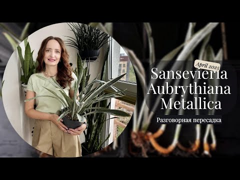 Сансевиерия МЕТАЛЛИКА СИАМ СИЛЬВЕР. Пересадка спустя год.
