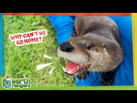 Adorable Otter Loves People Too Much! | Earth Rangers