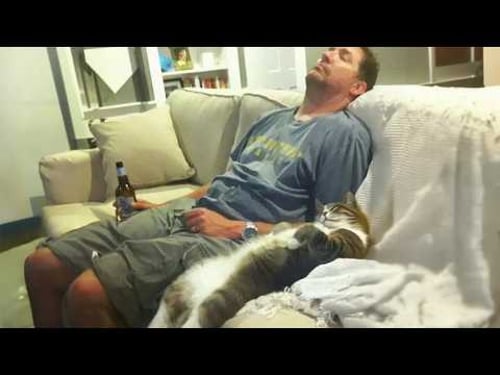 When Cats Are Imitating Their Human π