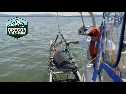 A PNW shark superhighway reveals secrets of an overlooked apex predator | Oregon Field Guide