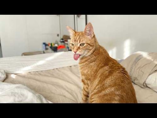 FUNNY Cats Going Crazy in 2026 π€£ Try Not To Laugh