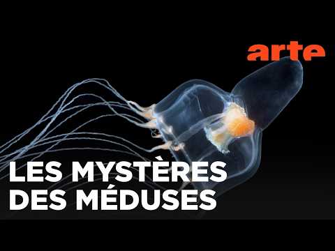 Méduses | Les souveraines des océans | ARTE Évasion