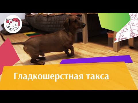 Гладкошерстная такса на ilikepet