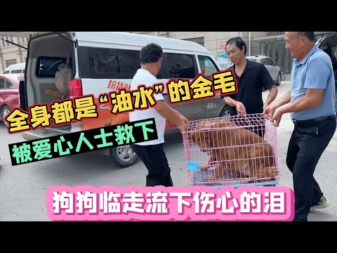全身都是“油水”的金毛,被爱心人士救下,临走狗狗流下伤心的泪 #流浪动物救助 #狗市 #宠物市场