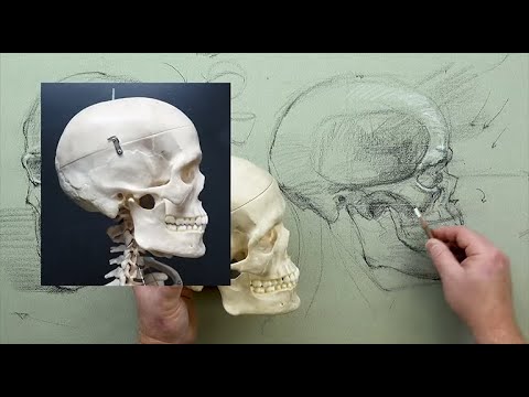 ANATOMY FOR ARTISTS: Head & Neck