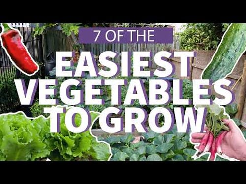 7 Easiest Vegetables to Grow 👩🌾