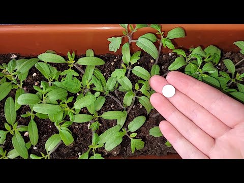 Рассада из слабой в жирненькую за 2 дня, полила и не ожидала такого эффекта, лучшая первая подкормка