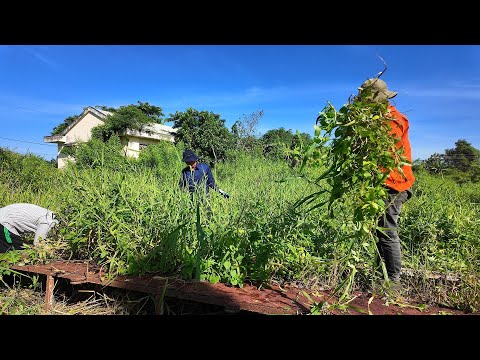 What's hiding under these weeds after 10 years?