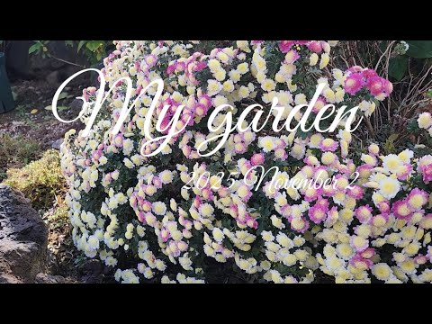 ♧제주귀촌 라이프 #제주도 #정원 ☆서쪽 베란다 정원 ☆튤립, 알리움 심기 ☆파종과 삽목으로 봄준비 ☆가을정원 풍경