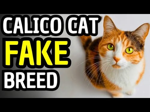 Male Calico Cats Break Every Genetic Rule | Here's Why