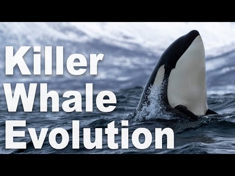 The Truth of Orca Evolution - Part 1