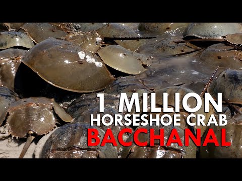 Horseshoe Crabs: North America's Biggest Mating Event