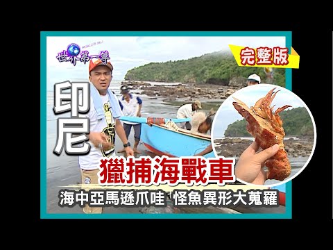 【印尼】獵捕海中異形海戰車(安汶魚貨集散地/樹上海鮮炸蝗蟲/深海劇毒石頭魚/漁網捕龍蝦)|《世界第一等》309小馬集完整版