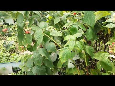 малина Таганка