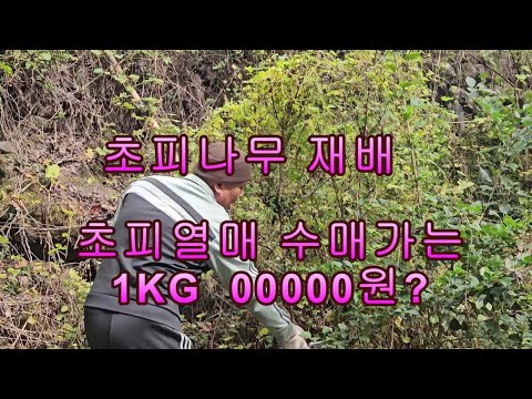 초피나무 재배방법 정보 나누기