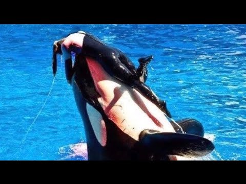 前所未有的虎鲸杀人事件!是什么原因让它杀人?——《提里库姆》