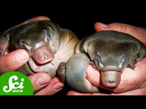 Platypuses Aren't Weird, You Are