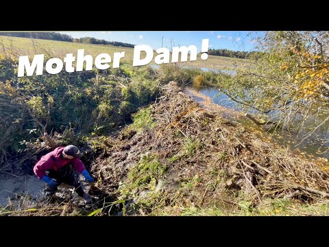 The Ultimate Beaver Dam!