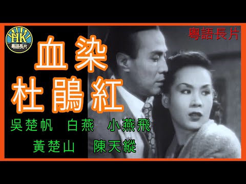《粵語長片 》血染杜鵑紅 (1951)|吳楚帆|白燕|小燕飛|黃楚山|陳天縱|導演:李晨風 | 香港電影 | 香港粵語電影 | 粵語中字
