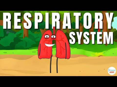 Respiratory System: From Inspiration to Expiration Explained in Simple Words