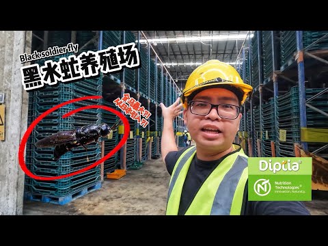 The largest BSF Black Soldier Flies farming in Malaysia! (English Subtitles)