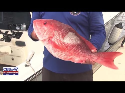 ‘It’s our resource’: Florida’s East Coast could see longest Red Snapper season since 2009 in 2026