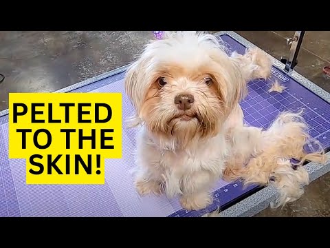 You Won’t Believe How Matted This Dog Is!