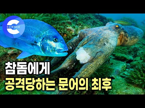 포식자인 문어가 속수무책으로 공격당하는 이유 | 어미문어의 40일간의 사투 | EBS 자연 다큐 | 다큐프라임