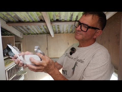 Pigeon Racing - Wade Farley Loft Tour and Basketing