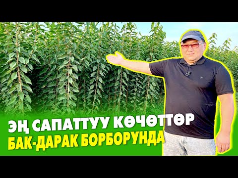 УРАА! Европа КӨЧӨТТӨРҮ Кыргызстанда ӨСТҮРҮЛДҮ | Эң жакшы КӨЧӨТ болду | АЗЫР ээлеп коюңуз
