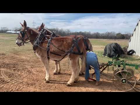 Mule Plowing, Harnessing, and barn manners (MUST SEE..VERY COOL!!!!) #001