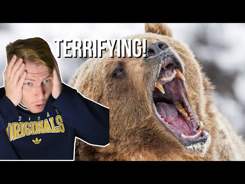 British Guy Reacts To 10 Most Dangerous Animals in the U.S.