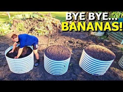 DON'T Grow BANANA Plants Until You WATCH THIS!