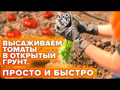 ТОП-2 СПОСОБА ВЫСАДКИ ТОМАТОВ В ОТКРЫТЫЙ ГРУНТ!