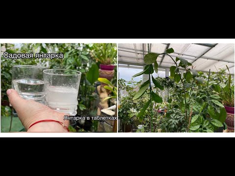 Как укротить упрямый лимон растущий удочкой, янтарка садовая и аптечная