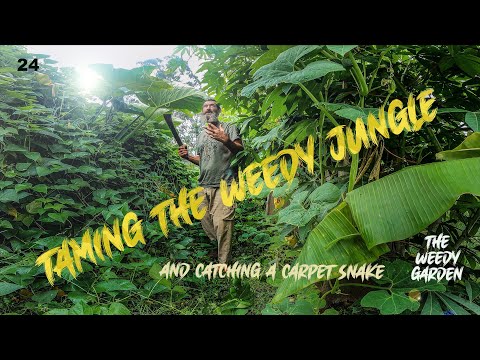 CHOP AND DROP - Feeding a food forest