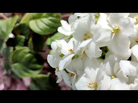 Фиалки при разном поливе и освещении.