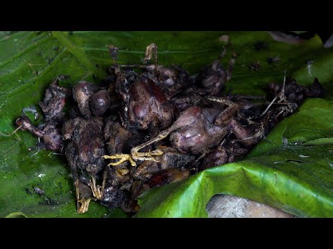 Changing tastes every day - The plump birds | LIVING OFF THE GRID | Episode 42