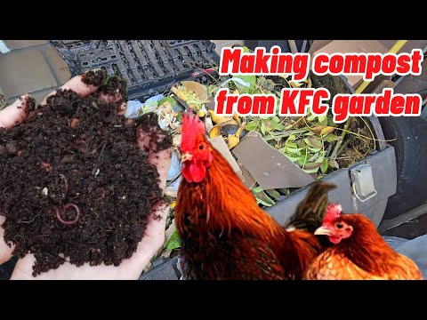 POV Video- Making awesome compost from a KFC garden (tricks to make free compost)