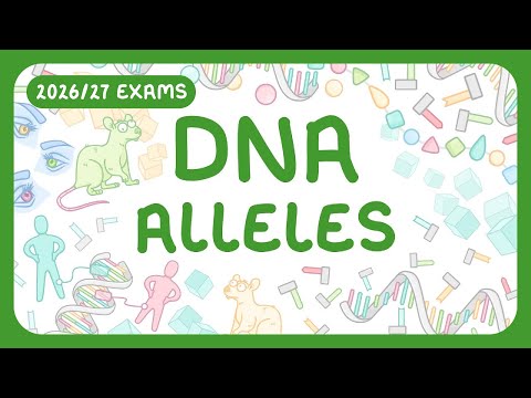GCSE Biology - DNA Part 2 | Alleles | Phenotype vs Genotype (2026/27 exams)