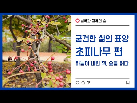 하늘이 내린 책, 숲을 읽다(굳건한 삶의 표양인 나무 - 초피나무)