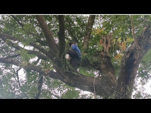 Cưa cây còng siêu to , Ở sốc tức .Cưa cây kỹ thuật cao .(1)