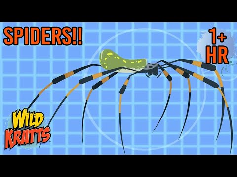 Secrets of the Spider's Web 🕷️🕸️ | FULL EPISODES | Wild Kratts | Scholastic Kids