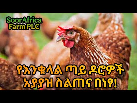 የ5000 ብር የእንቁላል ጣይ ዶሮ አያያዝ ሙሉ ስልጠና በነፃ። masterclass