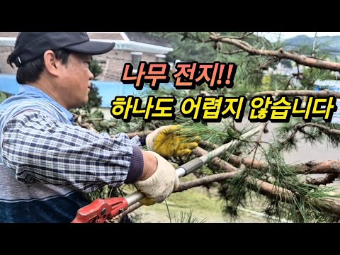 Pine tree pruning is easy!!! #Pinetreepruning #Landscapetree #Garden #Returningtofarming #Special...