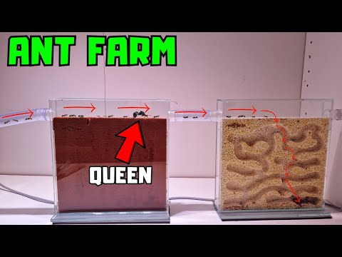 My ant colony moved nest and it is oddly fascinating