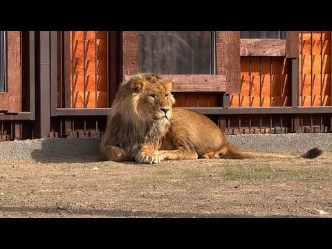 Sherkhan is on a positive note! Minsk Zoo