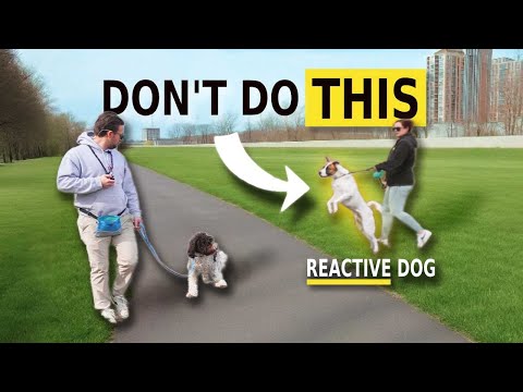 How You Make Your Dog Reactive - How To Avoid It