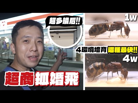 超商抓爆「螞蟻婚飛」|標記分4類「溫度、餵食」培育一個月後差異?|「臺灣蟻窟」 @EPSONTWPV